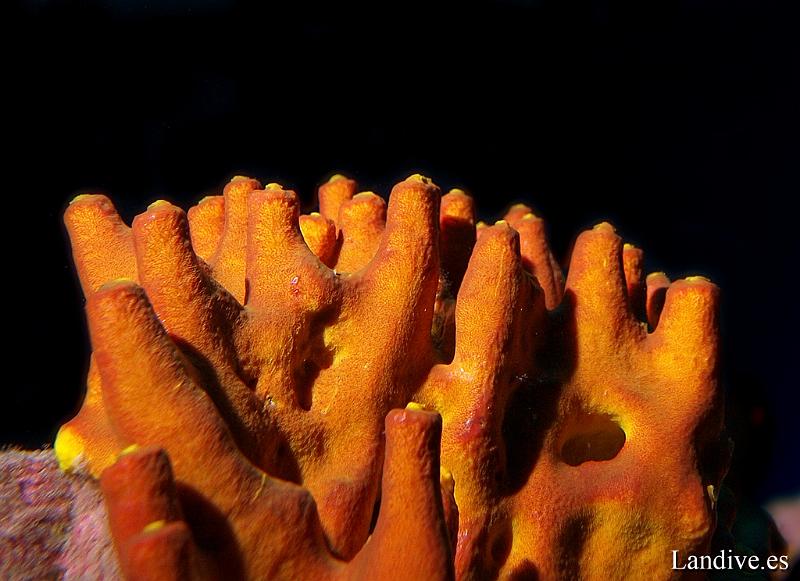 Verongia ( Verongia aerophoba ).jpg - OLYMPUS DIGITAL CAMERA